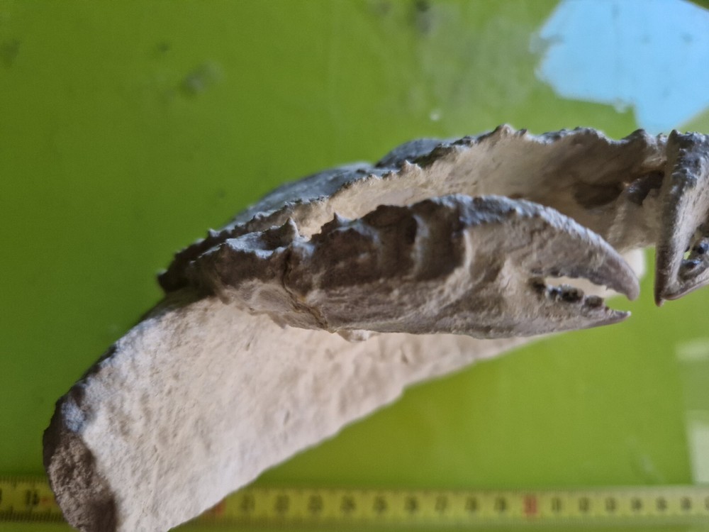 CRAB CANCER FOSSIL