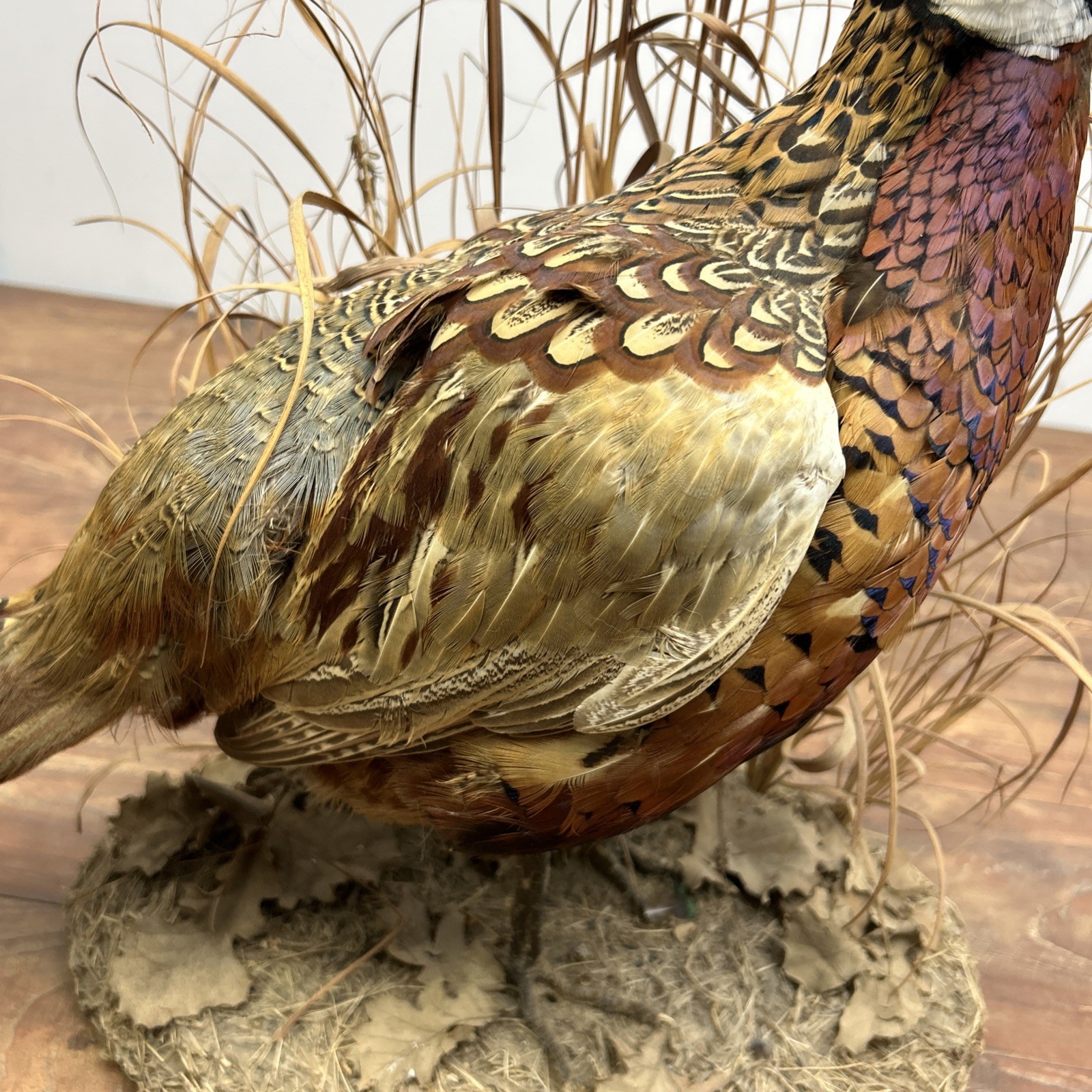 Ringneck Rooster Pheasant Taxidermy Standing Mount Habitat Base Foliage