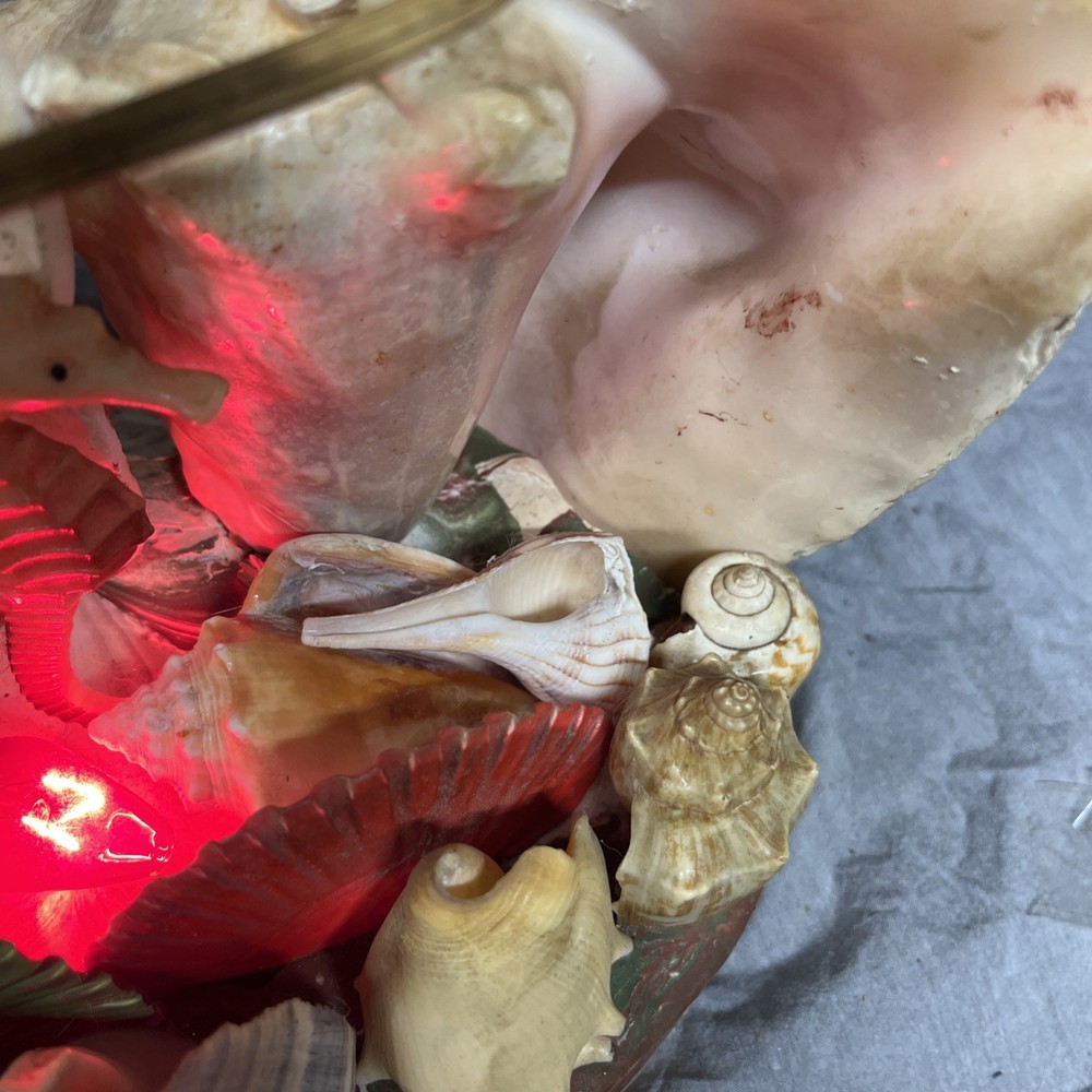 Handmade Sea Shell Display With Light