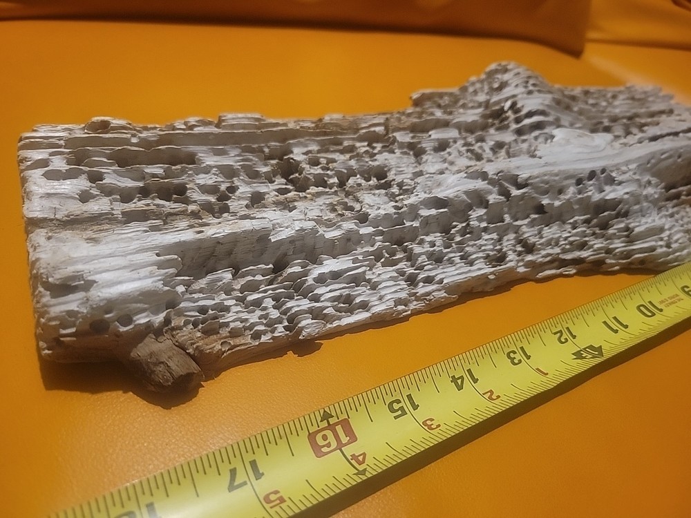 Driftwood