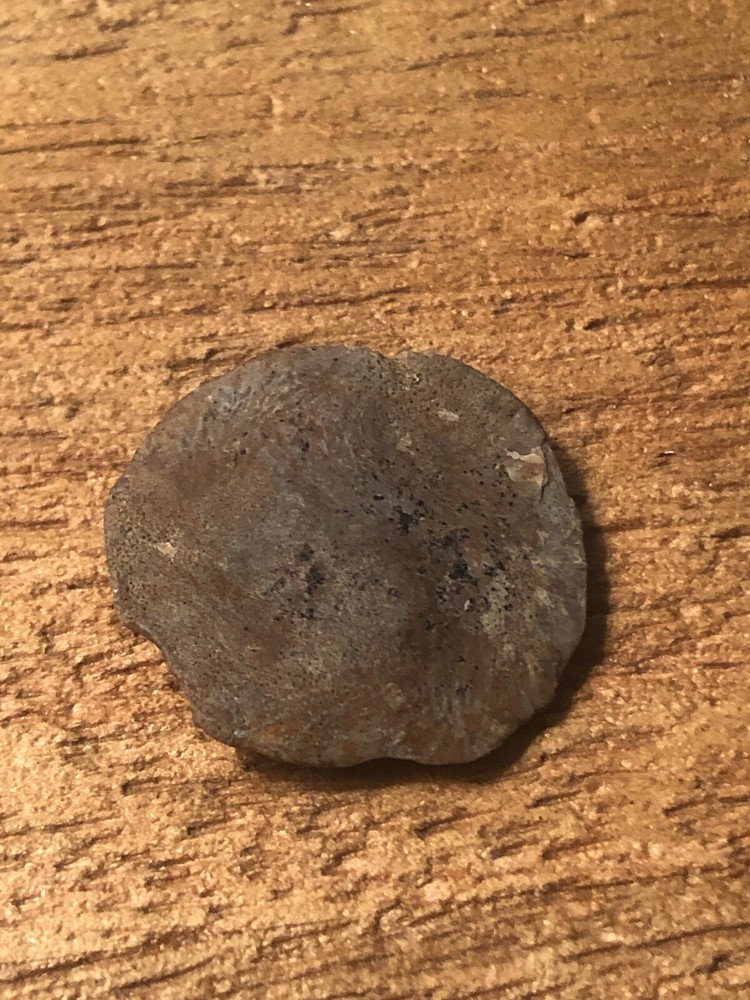 Protist Eocene Barcelona Spain Algae type Fossil "Nummulities"