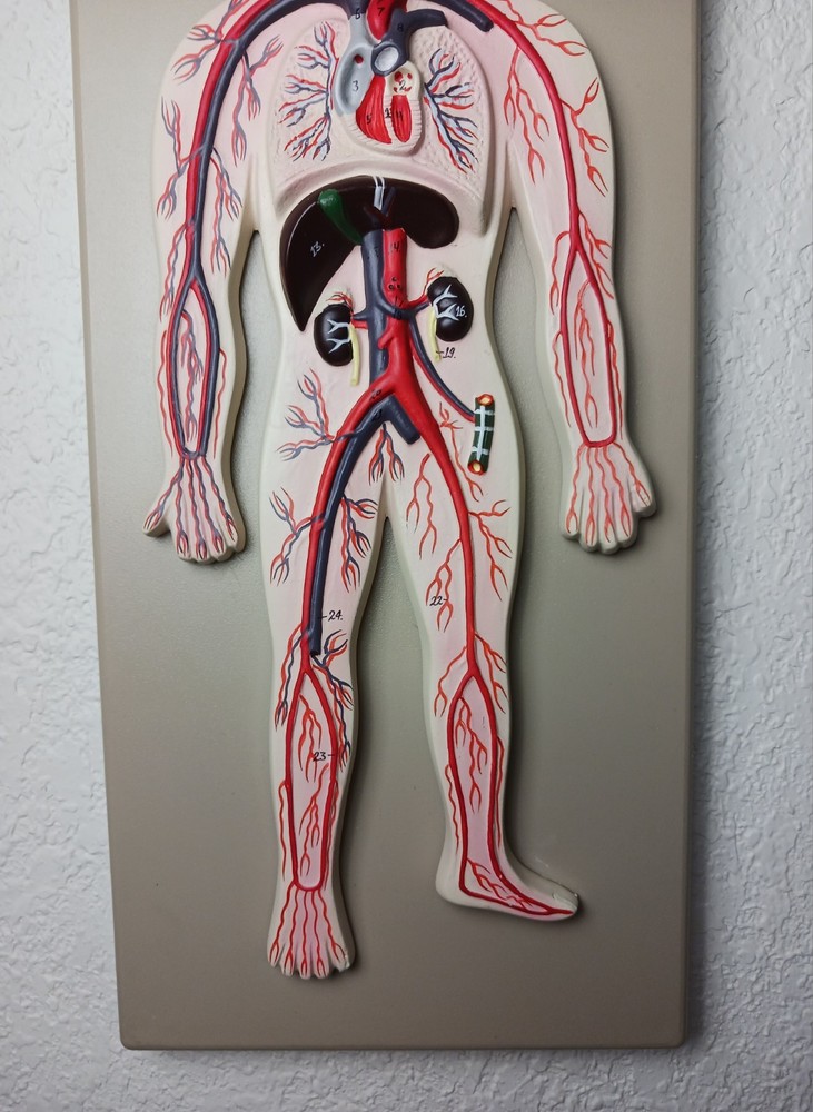 Labs Human Circulatory System Model, Hand Painted