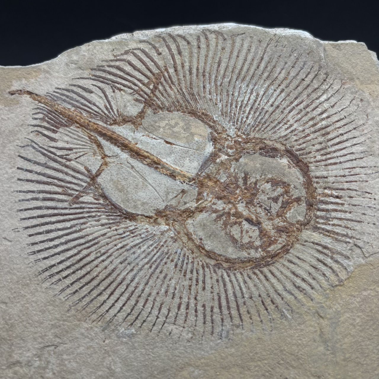 Cyclobatis oligodactylus fossil ray - Late Cretaceous Cenomanian Haqel Lebanon
