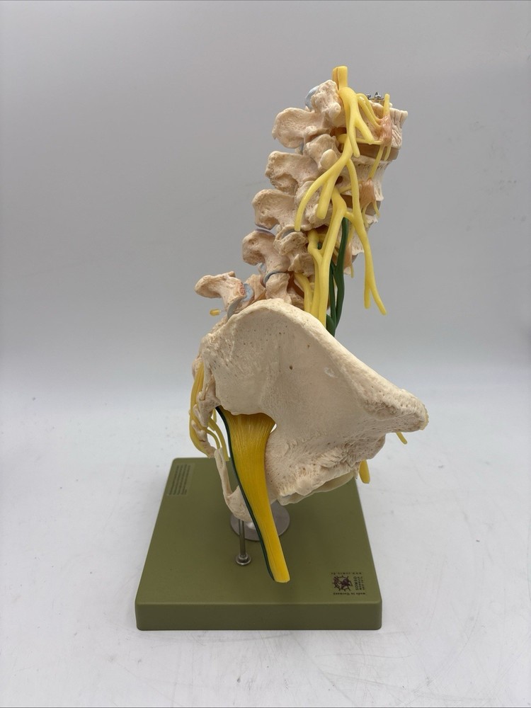 Somso QS66/2 Lumbar Spinal Column Model with Innervation Anatomical Model