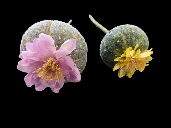 Artificial mini blooming barrel cactus.  TWO pieces