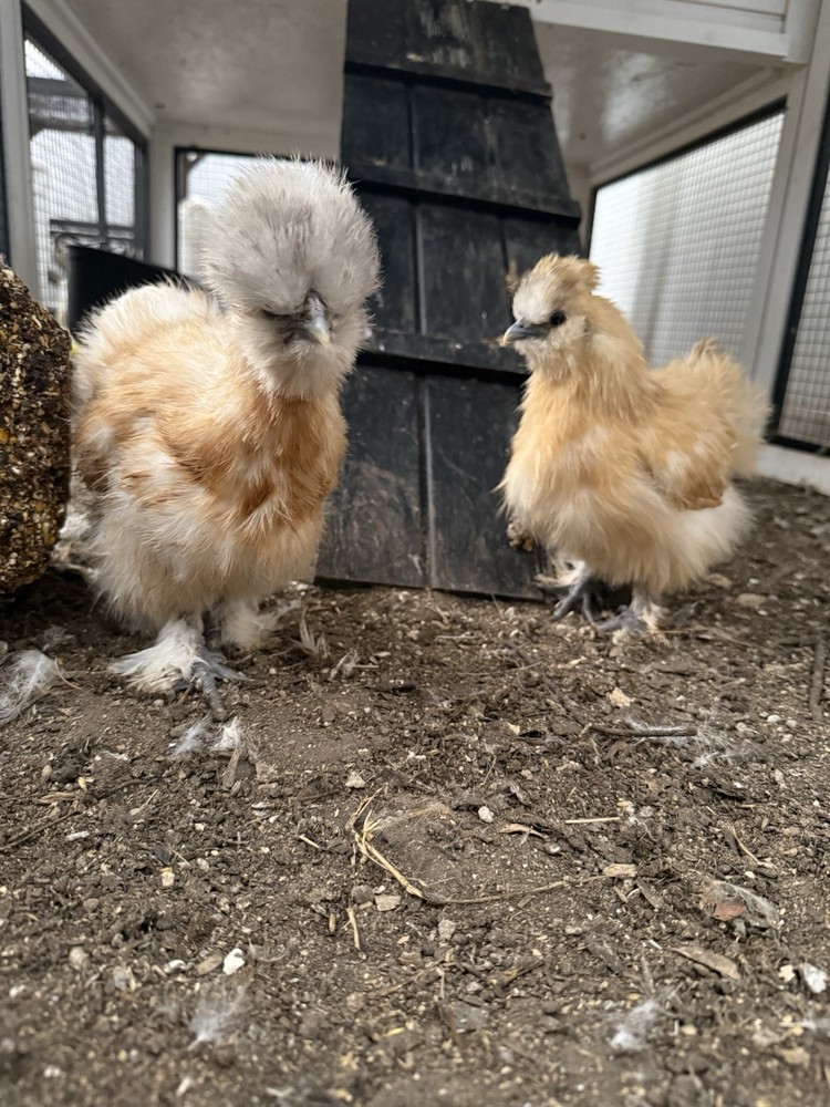 Silkie Chicken Hatching Eggs