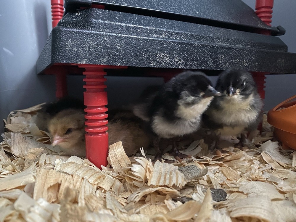 12 Welsummer X Green queen hatching eggs
