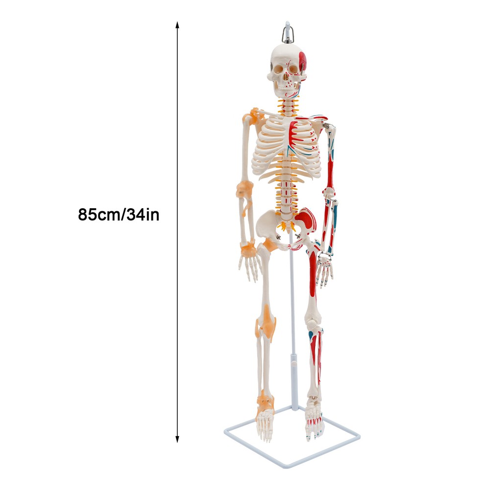 NEW 34" Modern Hanging Style Human Skeleton Model Includes Joint Ligaments White