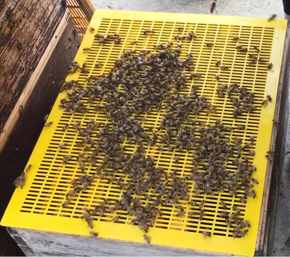 4 PCS Plastic Queen Excluder 10 Frame Queen Bee Excluder Langstroth Hives