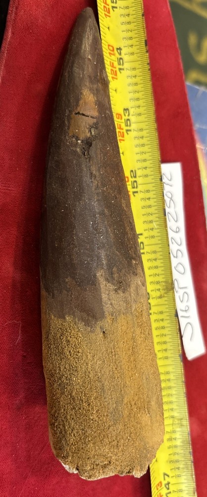 Authentic 6.75” Spinosaurus Tooth Fossil