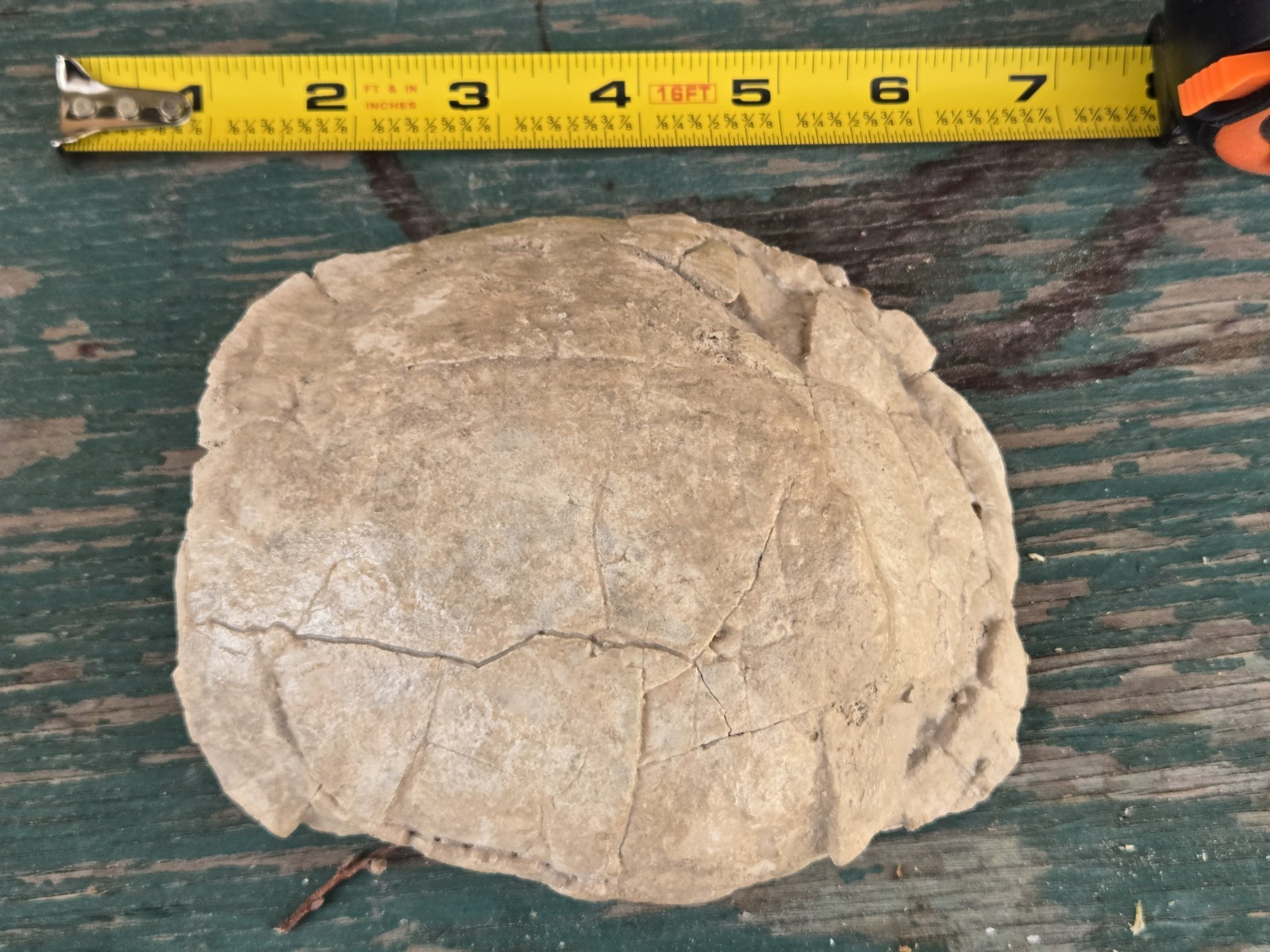 Oligocene Tortoise Fossil White River Badlands Stylemys from old collection