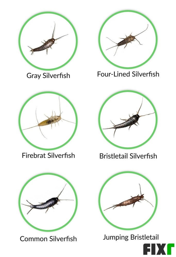 4 Boxes DEKKO Silverfish Control ~~ 96 Paks ` Pest Control ` Bait
