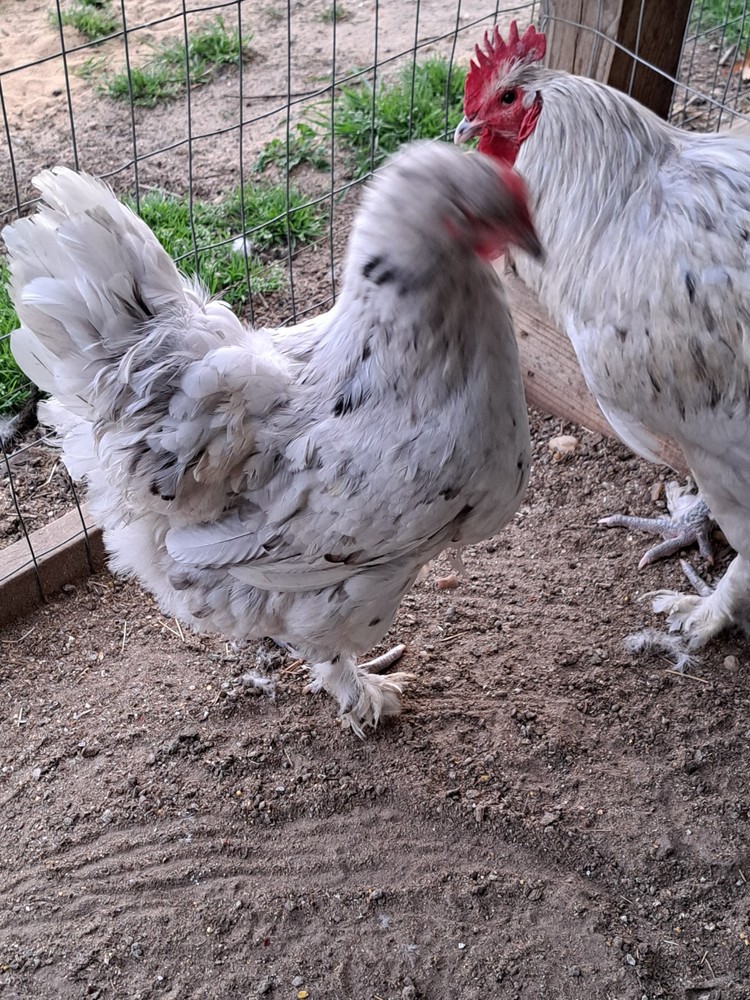 6 Croad Langshan Hatching Eggs (White & Splash)