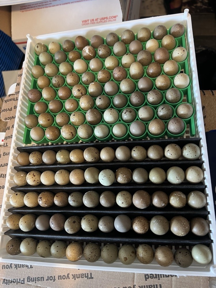 30 + mix count Coturnix hatching eggs