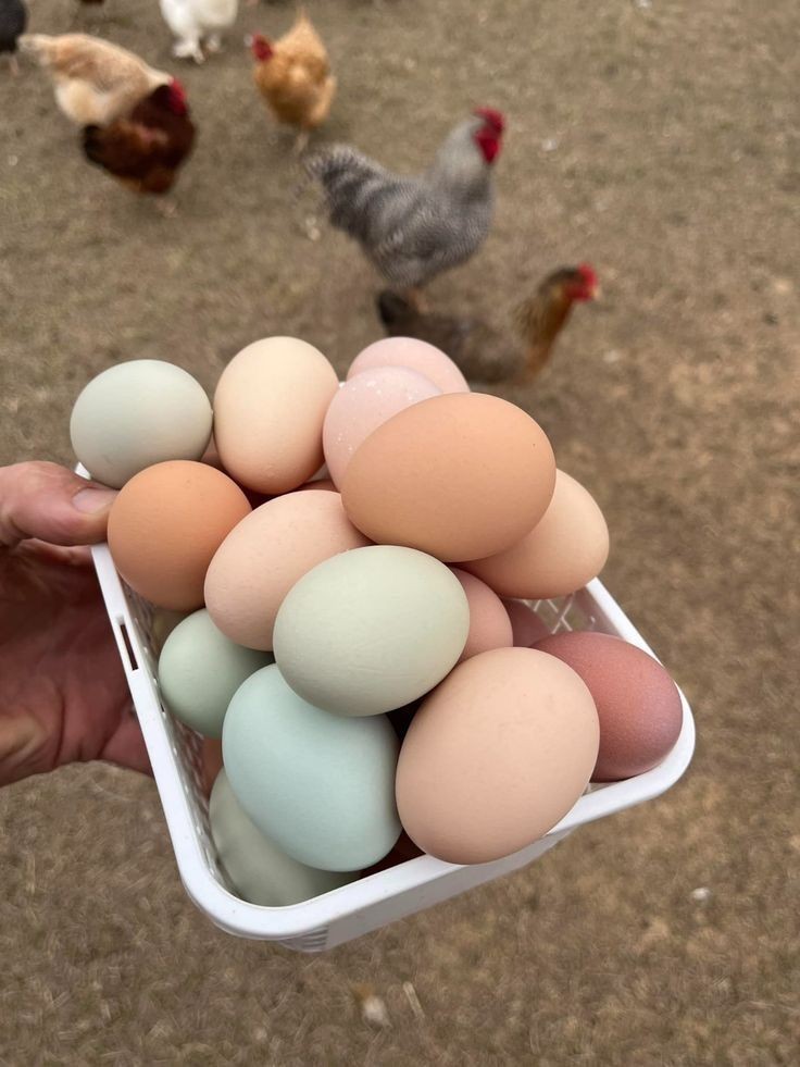 Fertile Rainbow Farm Fresh Assorted Multi-Colored Hatching Chicken Eggs