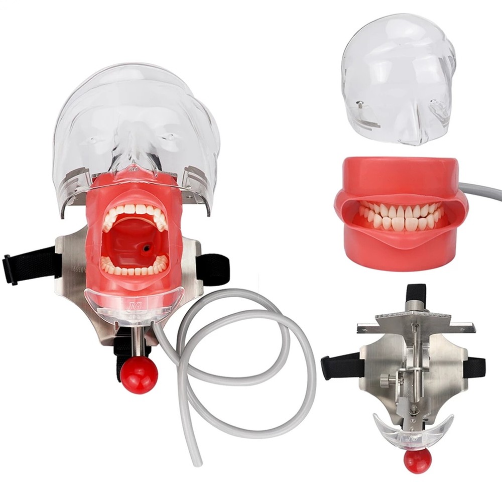 Dental Teaching Model Simulator Phantom Head Model for Dentist Fixing On Chair