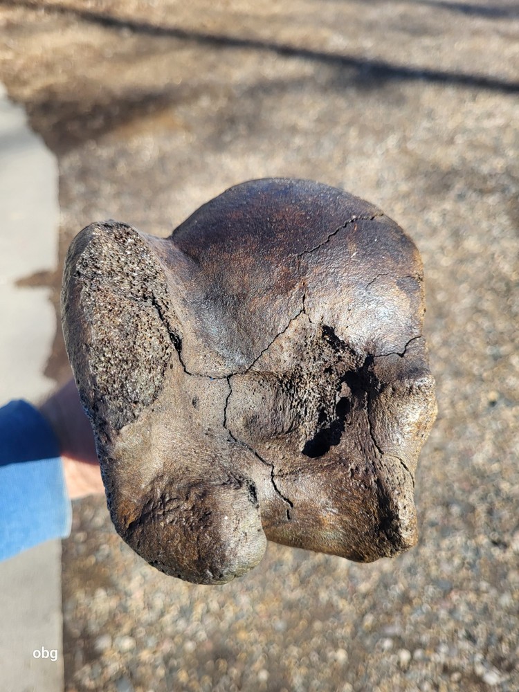 Historic Bison Humerus Bone not a fossil