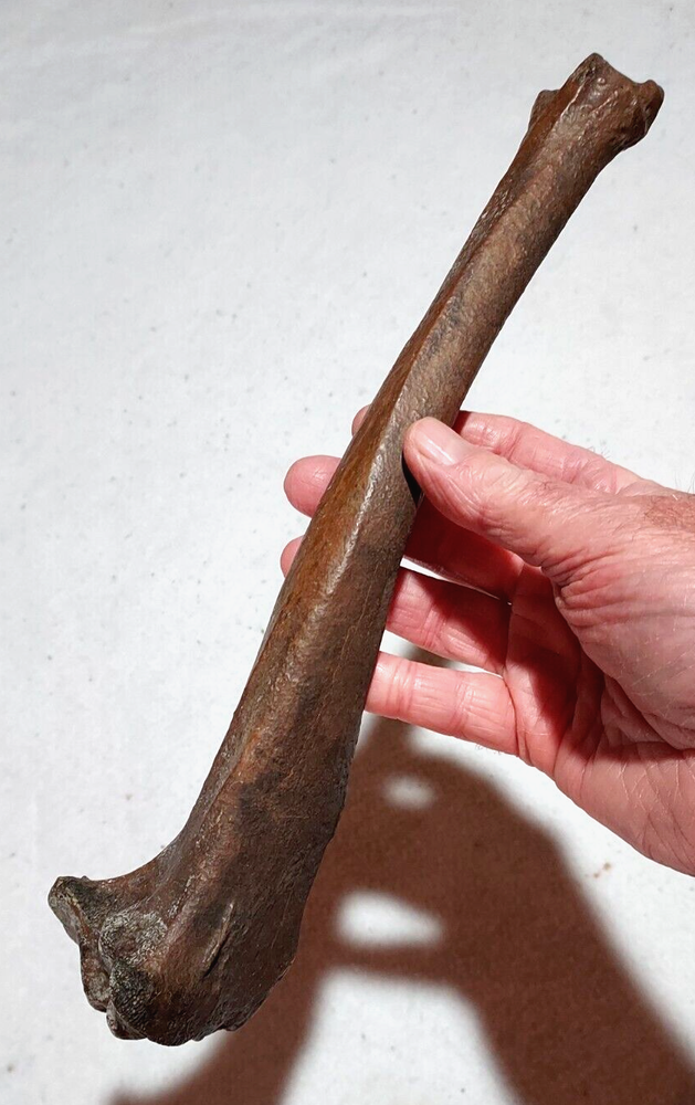 Deer Tibia Bone Fossil from Ice Age