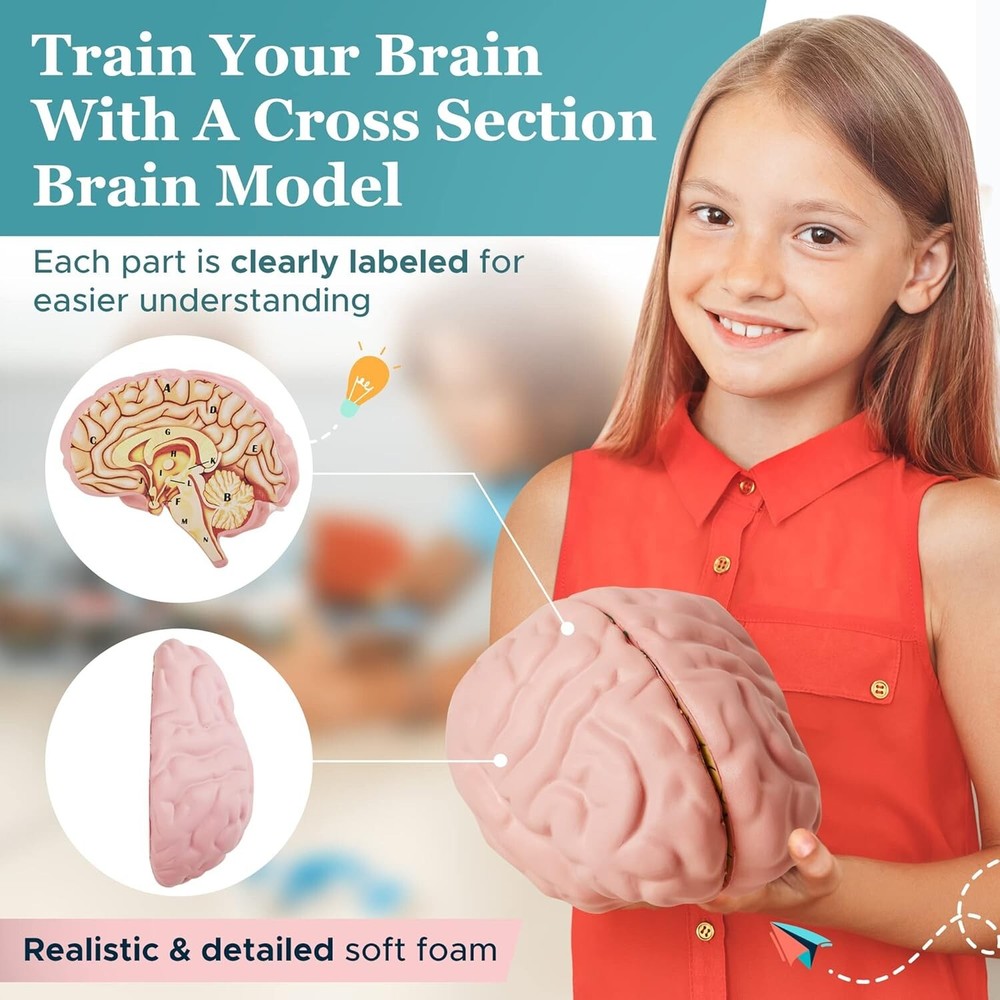 Cross Section Foam Brain Model, Great Educational Tool for Learning & Teaching