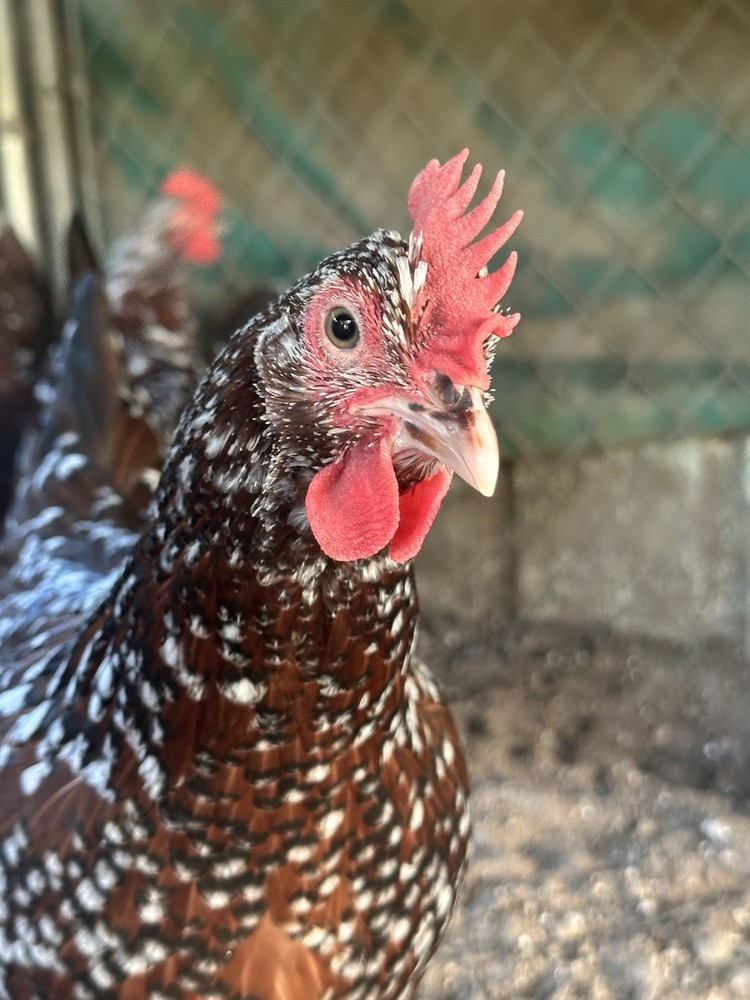 One Dozen Speckled Sussex Hatching Eggs Plus Available Extra, READ!