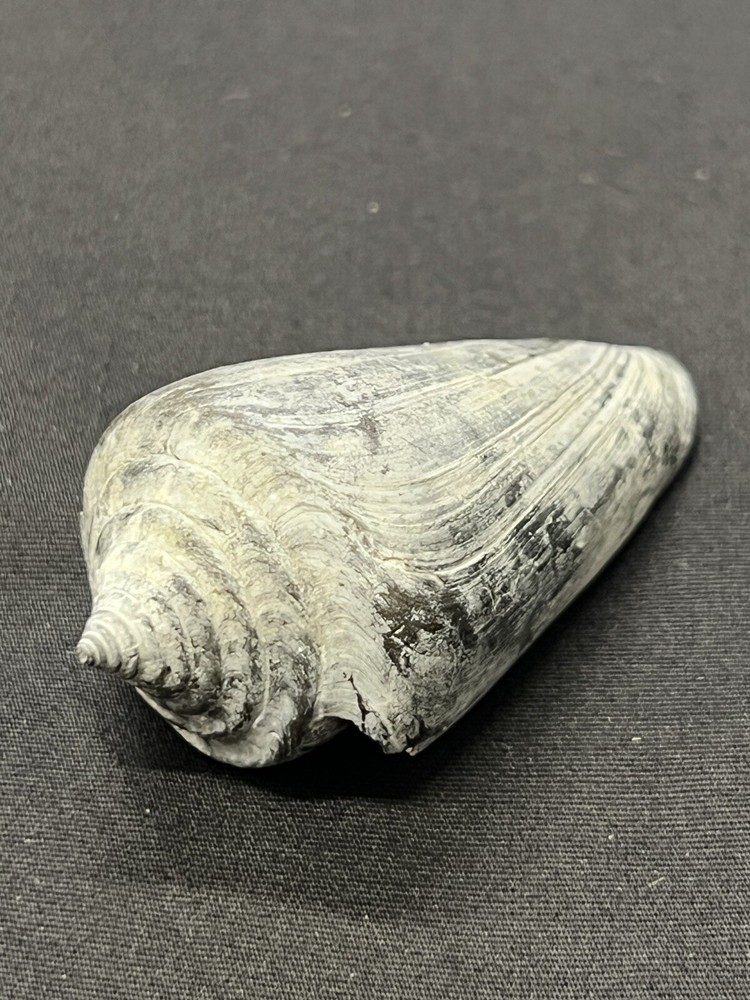 RARE Fossilized CONE Shell From Central Florida - Pliocene Era.