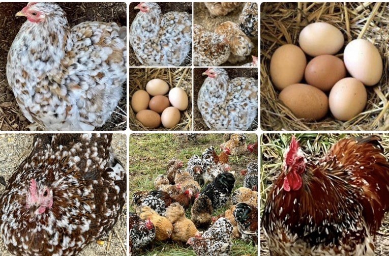 Cochin Bantam Mille Fleur Hatching Eggs One dozen