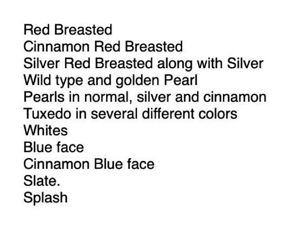 20 BLue Face Only BUTTON QUAIL EGGS These ship USPS PRIORITY READ ALL