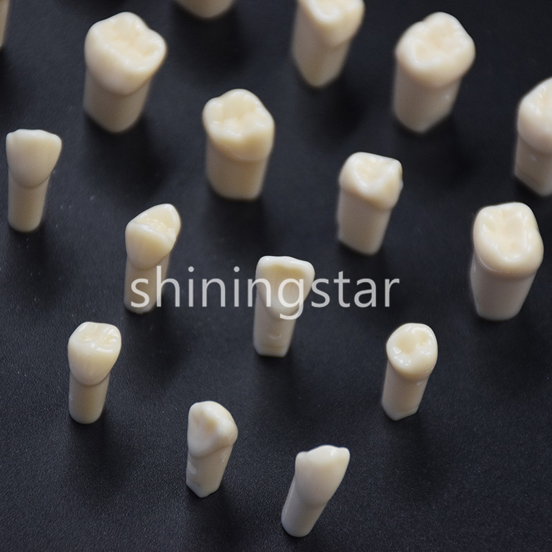 NEW Dental Teeth Model Demonstration Resin Practice Teach Study Models 28 Pcs
