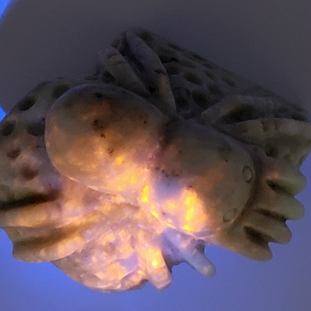 Hackmanite Spider Carving- UV Reactive- WYSIWYG