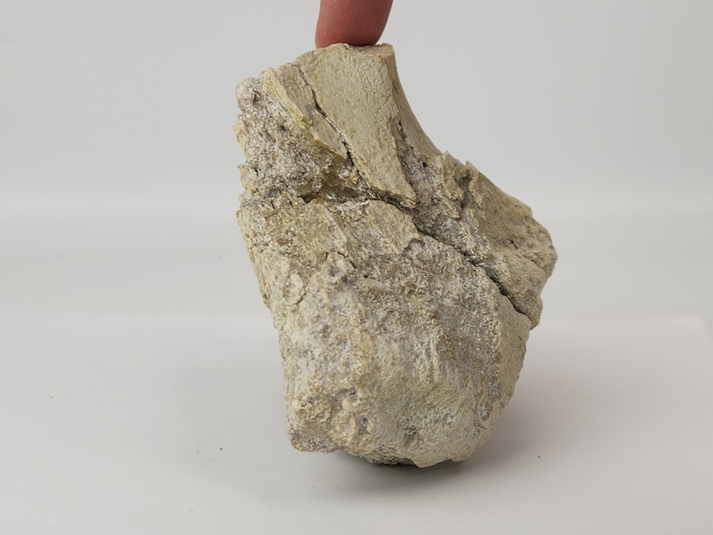 Titanothere Scapula Bone (Partial) - White River Group - Chadron Fm. - NE