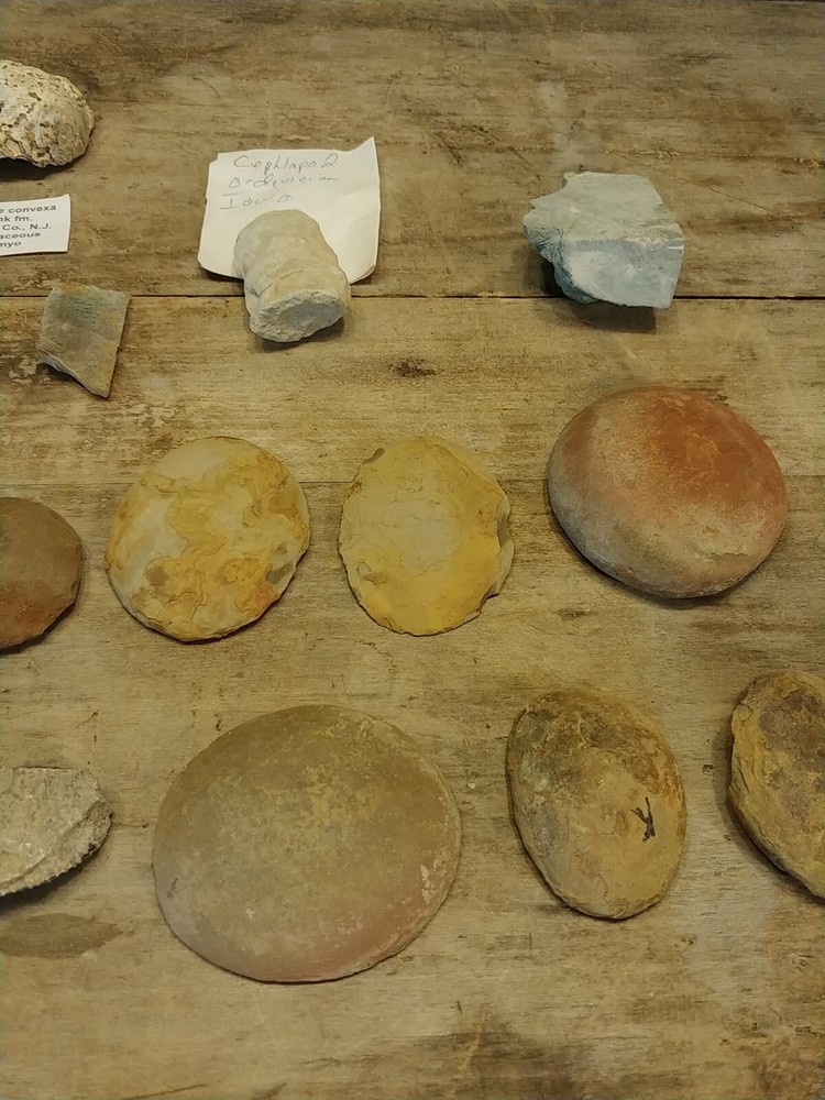 Fossil Lot 24 Total Pieces