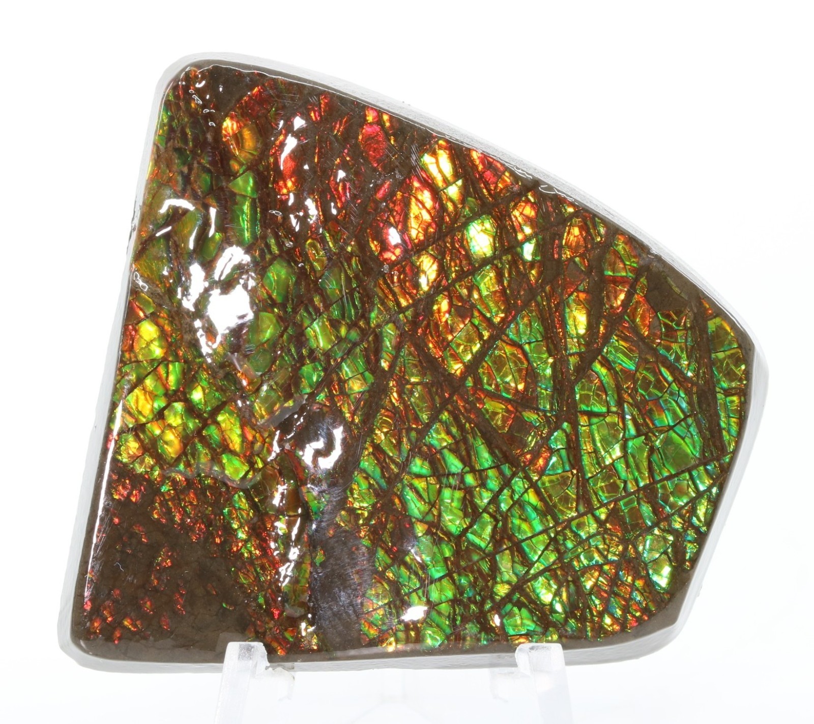 Korite Ammolite Fossil Ammonite 1.99" 50.5mm Bearpaw Fm. Alberta Canada COA 7323