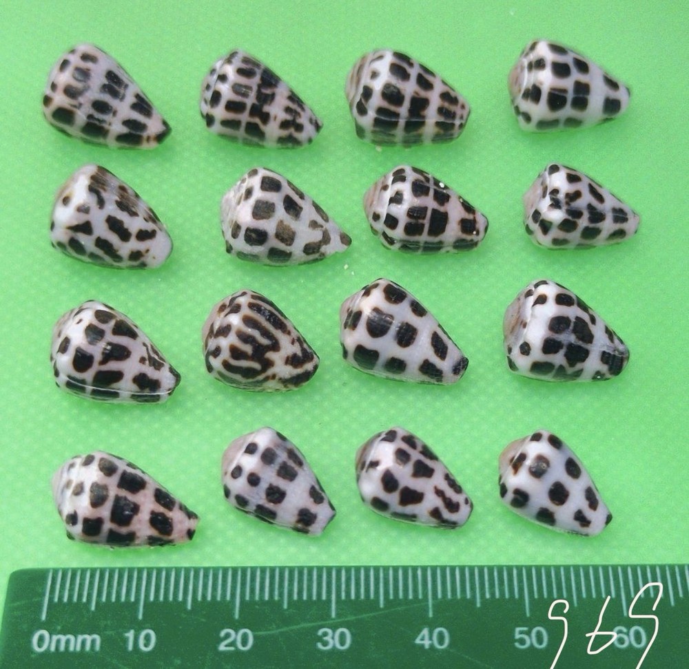Hebrew cone shell from japan Shells of Okinawa