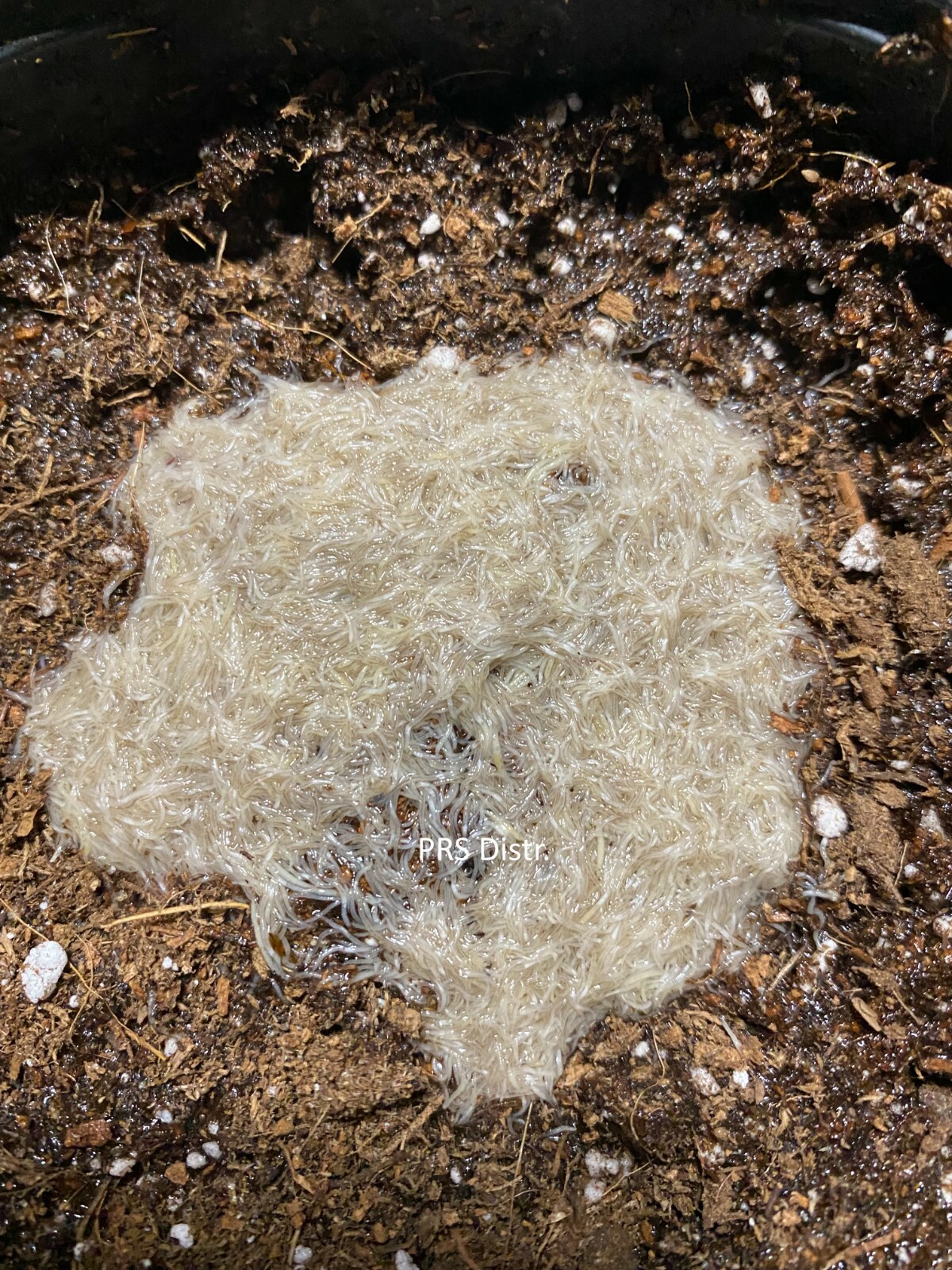 Live White worm worms Starter Healthy culture fish/frog/newt food FREE SHIPPING