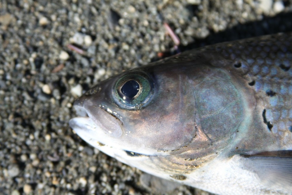 Grayling Taxidermy Reference Photo Cd