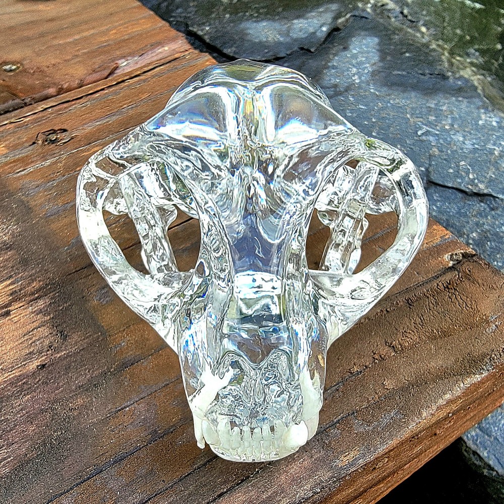 Clear Cat Skull, Anatomical Cat Skull Model, Oddities decor