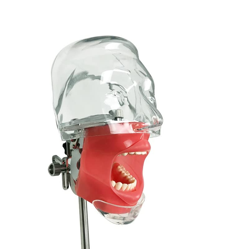 Dental Simulator Manikin Phantom Head Model with Removable Teeth for Training-US
