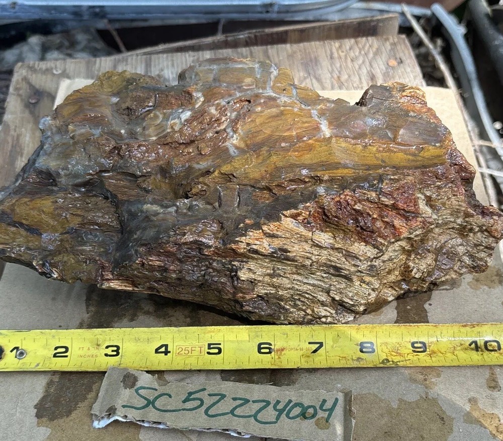 Silver Creek Junction Petrified Wood