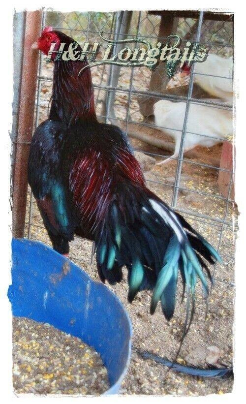 6 ASSORTED longtail Chicken hatching eggs L@@K!