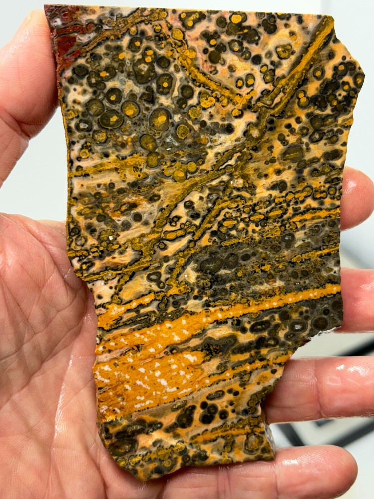 Orbicular Leopard Skin Jasper Slab Lapidary Cabbing Combo Ship Avail