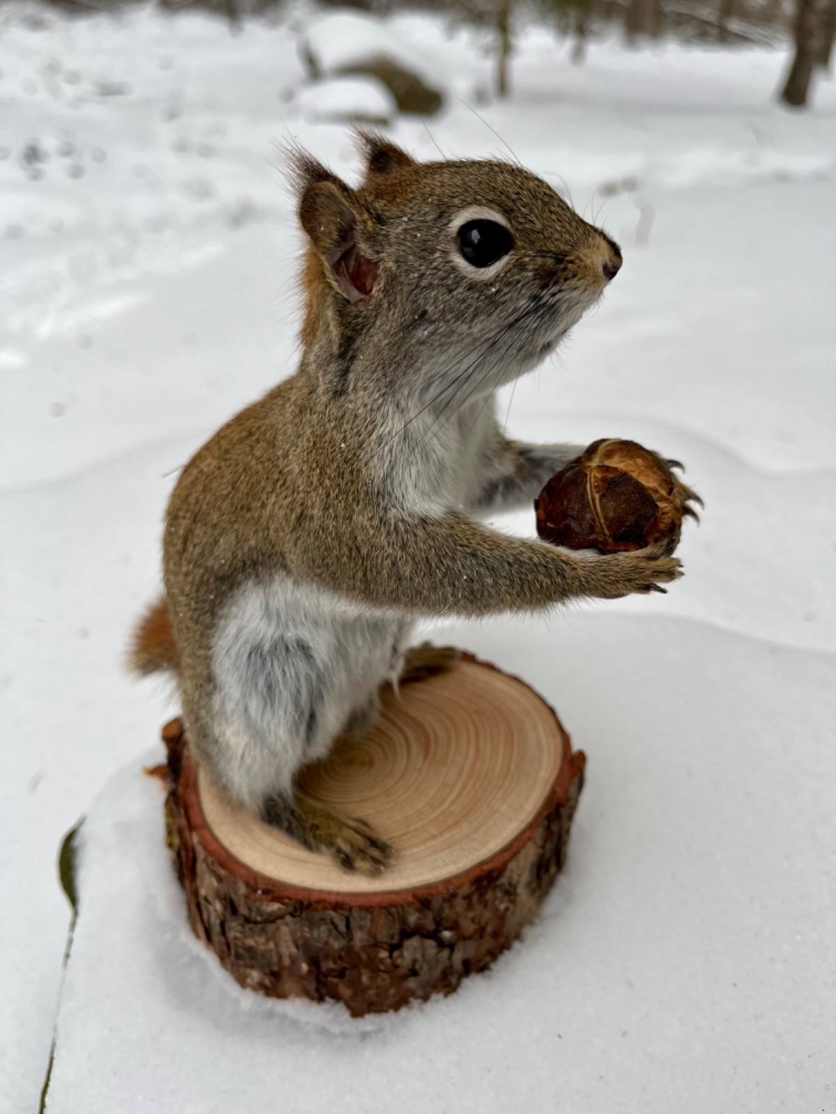 Red Squirrel Taxidermy, Squirrel Taxidermy, Pine Squirrel, Adirondacks, Gift!