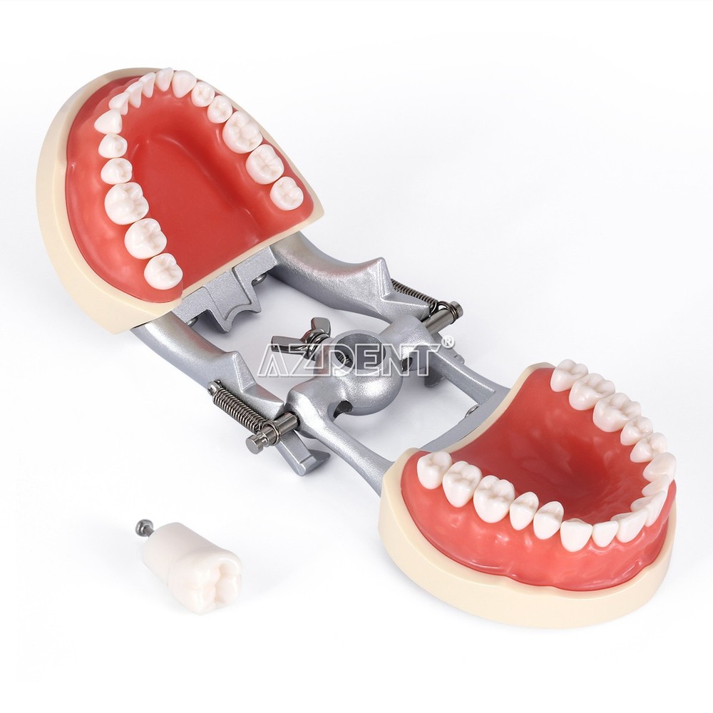Dental Teeth Model With Removable Teeth Compatible with 200 teeth