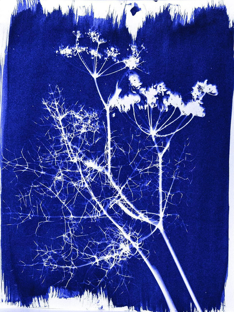 Cyanotype Sensitizer Set