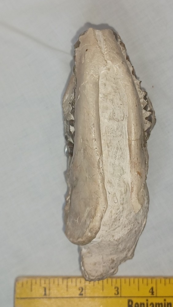 Fossilized Oreodont Skull Museum Quality Excellent Condition
