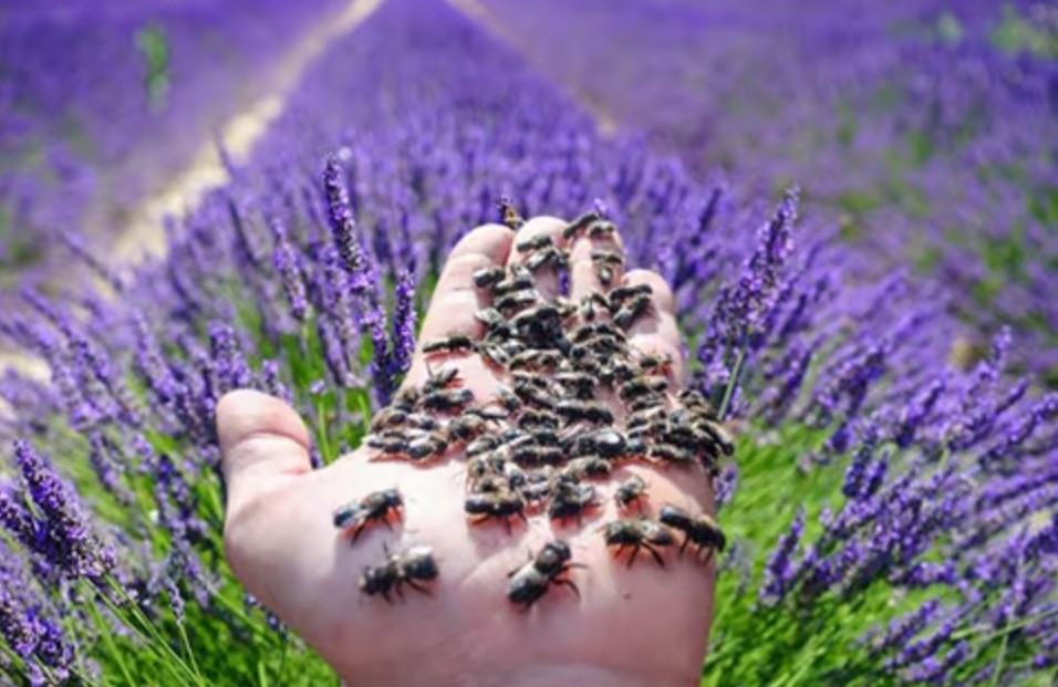 Mason Bees Cocoons - Blue Orchard Bees 25 w/ FREE Bee Attractant