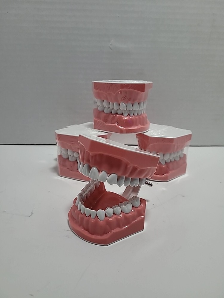 4 Sets Dental Demonstration Teeth Model - Standard Study Teaching Dental Mode