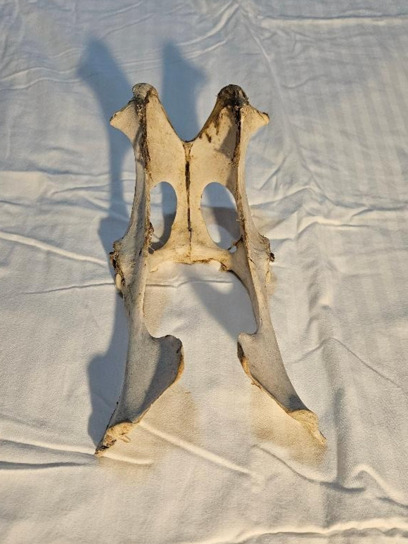 Deer Pelvis Bone