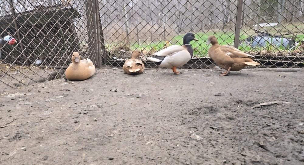 6+ Fertile Call Duck Hatching Eggs