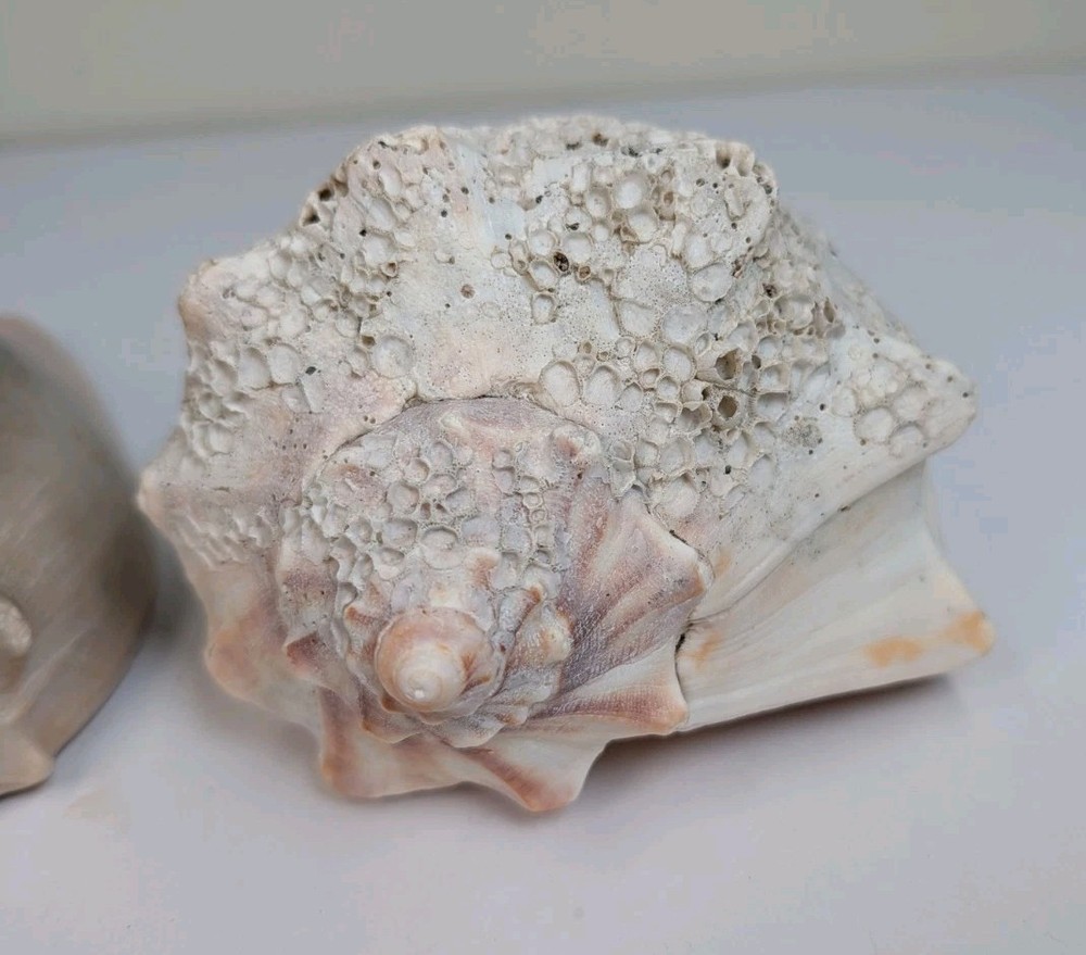 2 Large Lightning Whelk 10” Fossilized Seashell Beach Decor