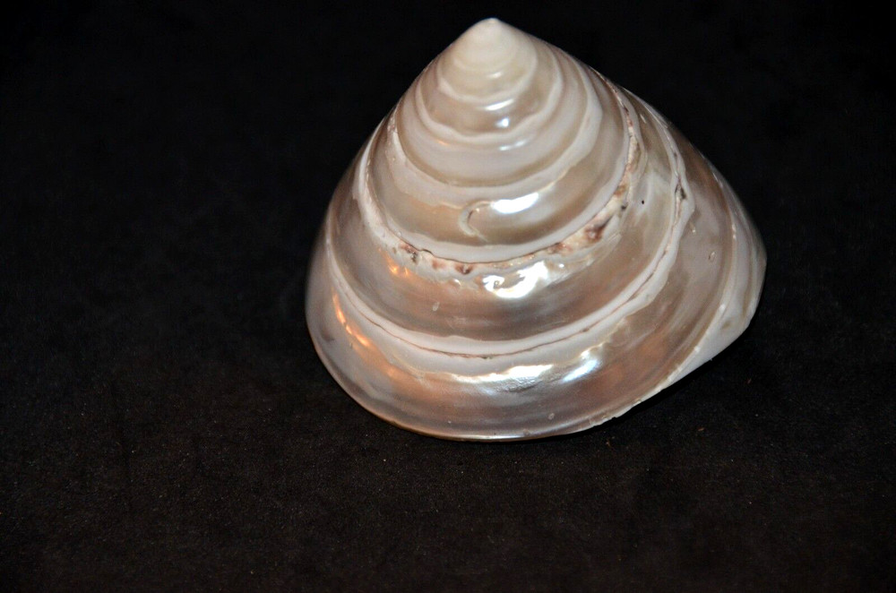 Polished Pearled Tectus (Trochus) Niloticus - 2 1/2"